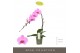 Phalaenopsis roze Formidablo - Havasu Falls - 1 tak, 12+ bloem 