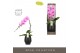 Phalaenopsis roze Formidablo - Havasu Falls - 1 tak, 12+ bloem - Abruz 