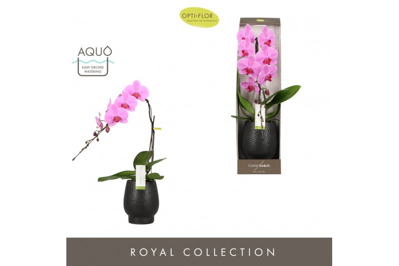 Phalaenopsis roze Formidablo - Havasu Falls - 1 tak, 12+ bloem - Abruz 