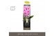 Phalaenopsis roze Formidablo - Havasu Falls - 1 tak, 12+ bloem - Abruz 