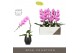 Phalaenopsis roze Formidablo - Havasu Falls - 1 tak, 12+ bloem - Abruz 