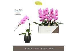 Phalaenopsis roze Formidablo - Havasu Falls - 1 tak, 12+ bloem - Abruz