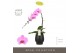 Phalaenopsis roze Formidablo - Havasu Falls - 1 tak, 12+ bloem - Abruz 