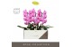 Phalaenopsis roze Formidablo - Havasu Falls - 1 tak, 12+ bloem - Abruz 