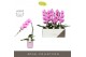 Phalaenopsis roze Formidablo - Havasu Falls - 1 tak, 12+ bloem - Molis 