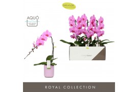 Phalaenopsis roze Formidablo - Havasu Falls - 1 tak, 12+ bloem - Molis