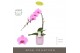 Phalaenopsis roze Formidablo - Havasu Falls - 1 tak, 12+ bloem - Molis 
