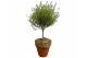 Thymus vulgaris faustini in terracotta pot op stam 