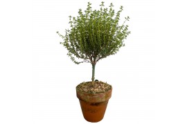 Thymus vulgaris faustini in terracotta pot op stam