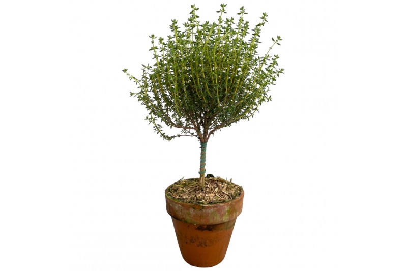 Thymus vulgaris faustini in terracotta pot op stam Thymus vulgaris faustini in terracotta pot op stam