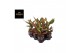 Aglaonema strawberry baby 