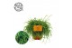Rhipsalis cashero 
