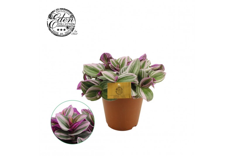 Tradescantia albiflora nanouk 