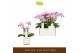 Phalaenopsis multiflora roze Botanico Nolina roze 3spike in white Tosc 