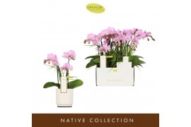 Phalaenopsis multiflora roze Botanico Nolina roze 3spike in white Tosc
