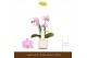 Phalaenopsis multiflora roze Botanico Nolina roze 3spike in white Tosc 