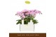 Phalaenopsis multiflora roze Botanico Nolina roze 3spike in white Tosc 