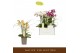 Phalaenopsis multiflora mix Botanico Nolina mix 2spike 