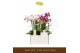 Phalaenopsis multiflora mix Botanico Nolina mix 2spike 