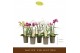 Phalaenopsis multiflora mix Botanico Nolina mix 2spike 