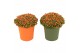 Nertera granadensis astrid Keramiek, Groen & Oranje 