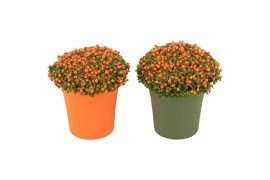Nertera granadensis astrid Keramiek, Groen & Oranje