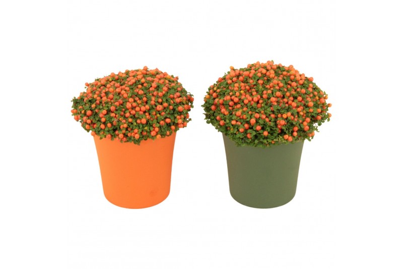Nertera granadensis astrid Keramiek, Groen & Oranje 