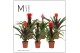 Guzmania mix Rockyflower mix 