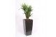 Yucca elephantipes Vertakt - Piza pot Antraciet 