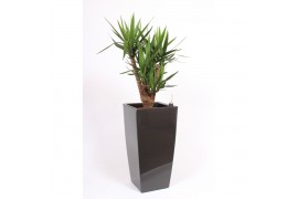 Yucca elephantipes Vertakt - Piza pot Antraciet