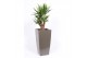 Yucca elephantipes Vertakt - Piza pot Taupe 