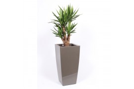 Yucca elephantipes Vertakt - Piza pot Taupe