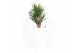 Yucca elephantipes Vertakt - Piza pot Wit 