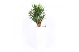 Yucca elephantipes Vertakt - Piza pot Wit