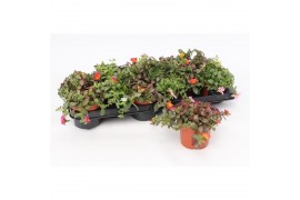 Portulaca Portulaca Umbraticolata,diverse kleuren,diverse kleuren