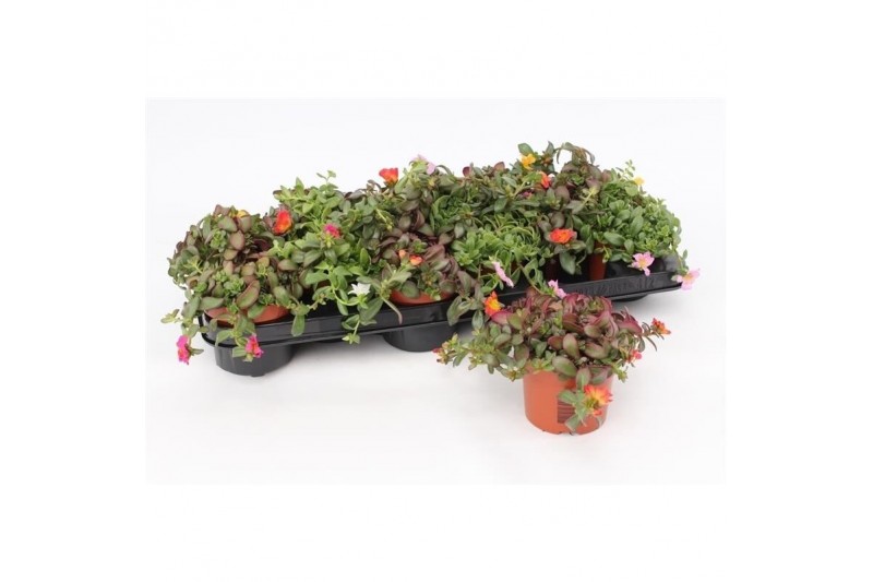 Portulaca Portulaca Umbraticolata,diverse kleuren,diverse kleuren 