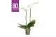 Phalaenopsis wit BO - Funda White - 50cm - 2 tak, 13+ bloem 
