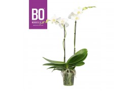 Phalaenopsis wit BO - Funda White - 50cm - 2 tak, 13+ bloem