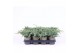 Juniperus squamata blue carpet 