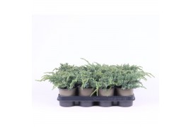 Juniperus squamata blue carpet