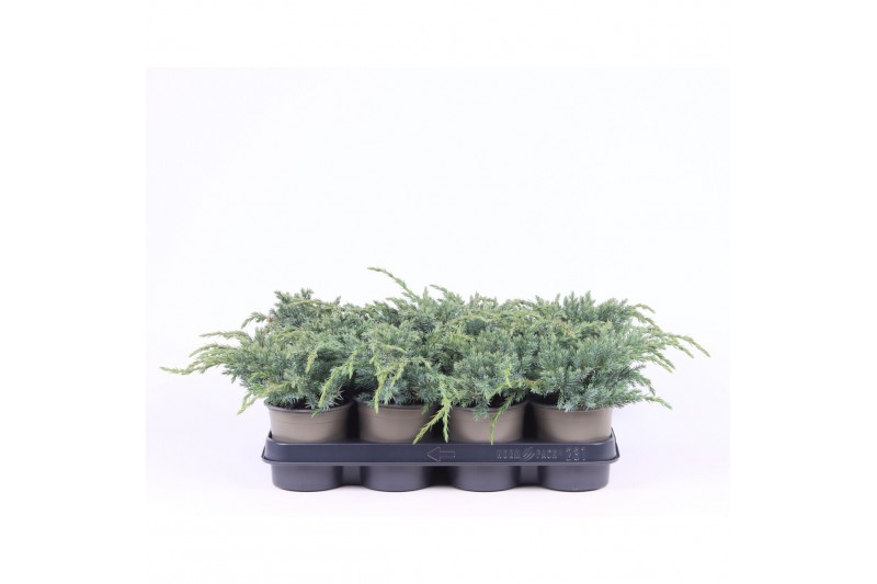Juniperus squamata blue carpet 