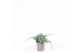 Juniperus squamata blue carpet 