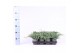 Juniperus squamata blue carpet 