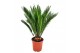 Cycas revoluta 