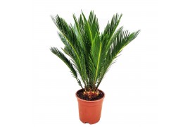 Cycas revoluta