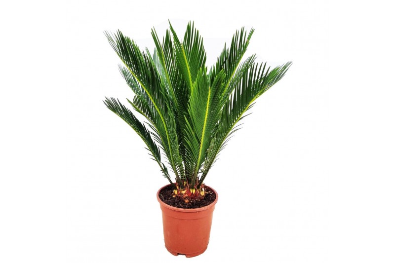 Cycas revoluta 