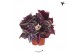 Tradescantia zebrina Kolibri Greens Tradescantia Zebrina 10 - 14  cm   