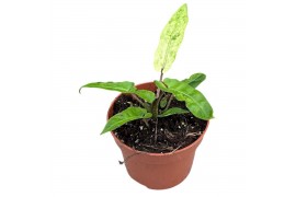Alocasia Alocasia Lauterbachiana Variegata 1 pp