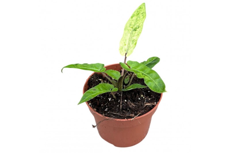 Alocasia Alocasia Lauterbachiana Variegata 1 pp 