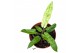 Alocasia Alocasia Lauterbachiana Variegata 1 pp 